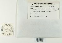 Pucciniastrum goeppertianum image