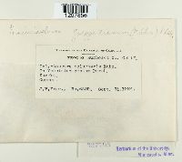 Pucciniastrum goeppertianum image