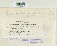 Pucciniastrum goeppertianum image