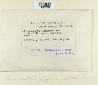 Pucciniastrum goeppertianum image