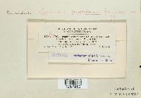 Pucciniastrum goeppertianum image