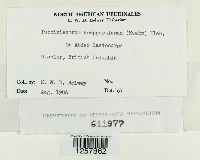 Pucciniastrum goeppertianum image