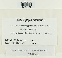 Pucciniastrum goeppertianum image