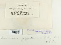 Pucciniastrum goeppertianum image