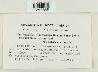 Pucciniastrum goeppertianum image