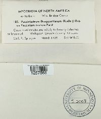 Pucciniastrum goeppertianum image