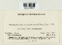 Pucciniastrum goeppertianum image