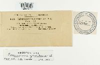 Pucciniastrum goeppertianum image