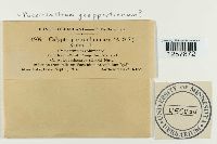 Pucciniastrum goeppertianum image