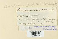 Pucciniastrum goeppertianum image