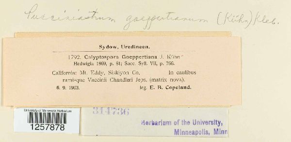 Pucciniastrum goeppertianum image