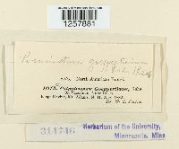 Pucciniastrum goeppertianum image