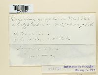 Pucciniastrum goeppertianum image