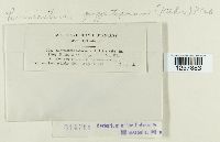 Pucciniastrum goeppertianum image