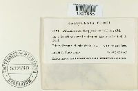 Pucciniastrum goeppertianum image