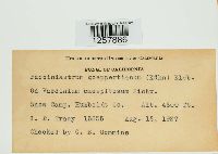 Pucciniastrum goeppertianum image