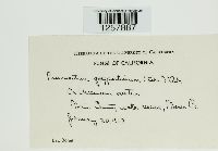 Pucciniastrum goeppertianum image