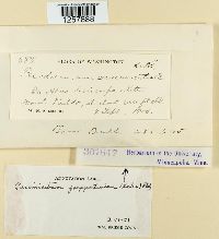 Pucciniastrum goeppertianum image