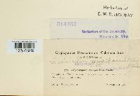 Pucciniastrum goeppertianum image