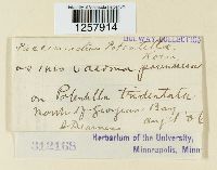 Pucciniastrum potentillae image