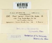 Pucciniastrum potentillae image