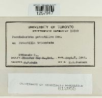 Pucciniastrum potentillae image