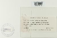 Pucciniastrum epilobii image