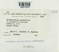 Pucciniastrum epilobii image