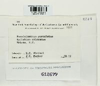 Pucciniastrum epilobii image