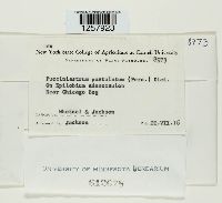 Pucciniastrum epilobii image