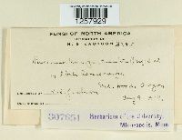 Pucciniastrum epilobii image