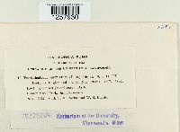 Pucciniastrum epilobii image