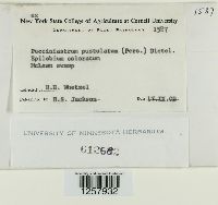 Pucciniastrum epilobii image