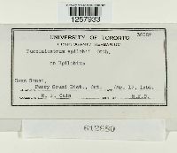 Pucciniastrum epilobii image