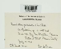 Pucciniastrum epilobii image