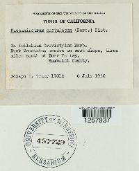 Pucciniastrum epilobii image