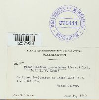 Pucciniastrum epilobii image