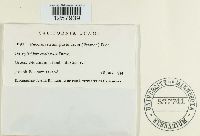 Pucciniastrum epilobii image