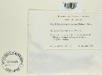 Pucciniastrum epilobii image