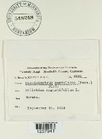 Pucciniastrum epilobii image