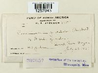 Pucciniastrum epilobii image