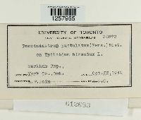 Pucciniastrum epilobii image