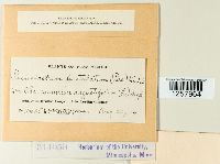 Pucciniastrum epilobii image