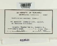 Naohidemyces vacciniorum image