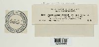 Naohidemyces vacciniorum image