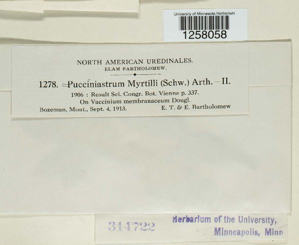 Naohidemyces vacciniorum image