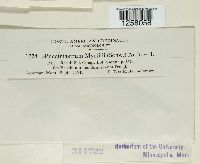 Thumbnail image of current specimen