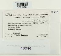 thumbnail image of current specimen