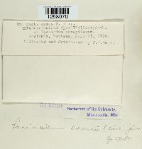 thumbnail image of current specimen