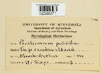 Naohidemyces vacciniorum image